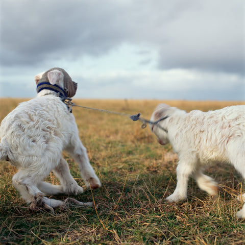 Opening of MACK 939 and Alessandra Sanguinetti's 'The Sixth Day’