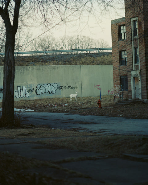 Gregory Halpern & Paul Graham: 'King, Queen, Knave' & 'Verdigris / Ambergris' [Talk & book signing]